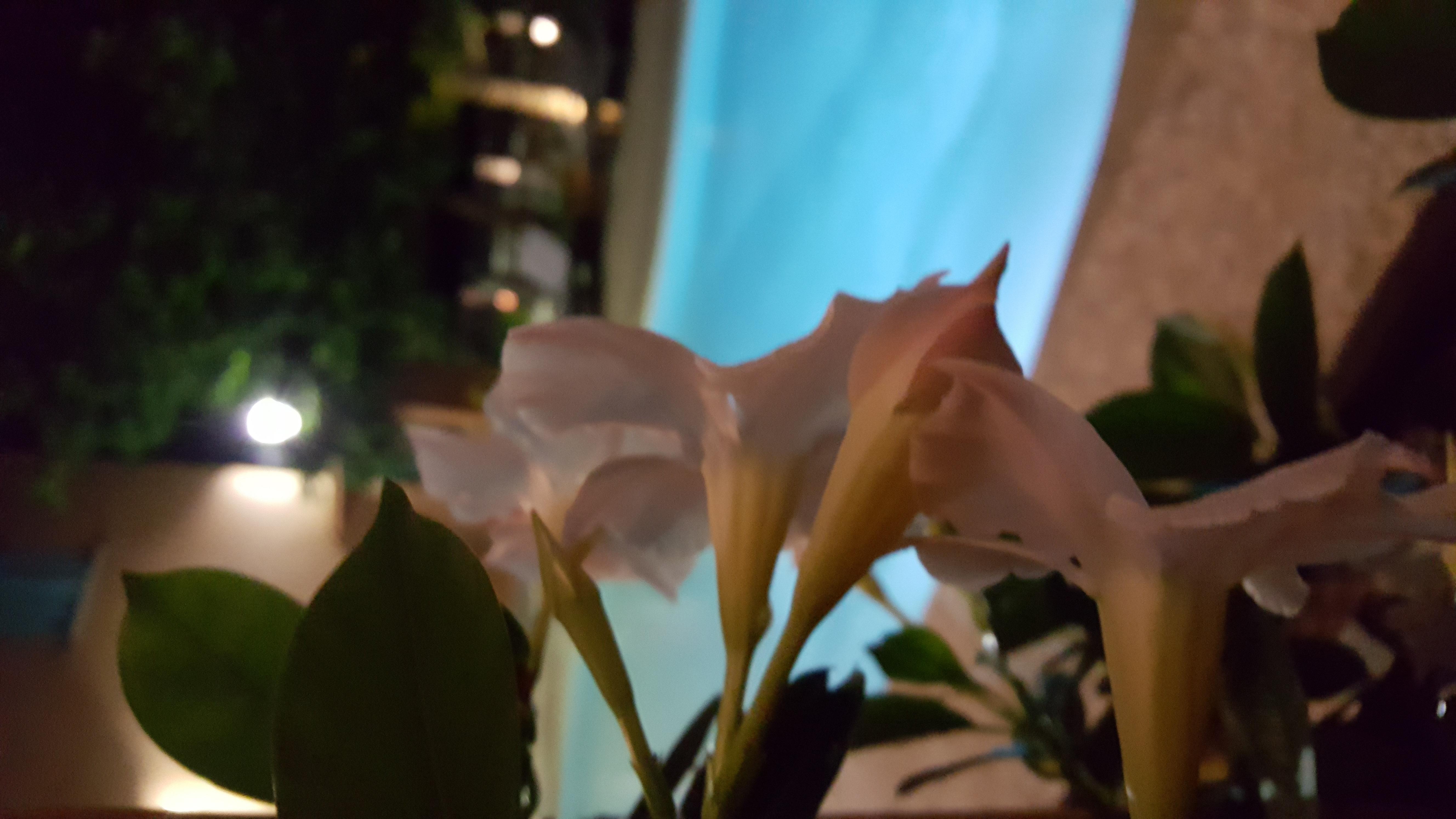 Les Jardins De La Glaciere Corte  Εξωτερικό φωτογραφία